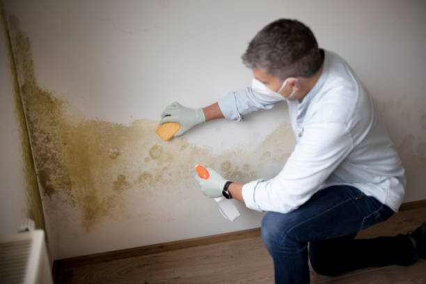La Crosse, KS Mold Removal Company